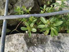 Galium aparine