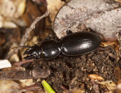 Acallistus longus