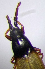 Agramma blandulum