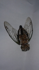 Neotibicen canicularis