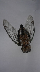 Neotibicen canicularis