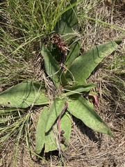Ledebouria ovatifolia