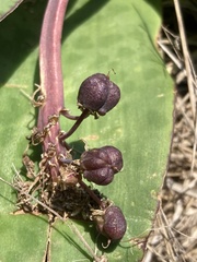 Ledebouria ovatifolia
