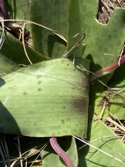 Ledebouria ovatifolia