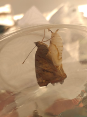 Anartia jatrophae