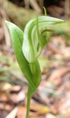 Pterostylis scabrida