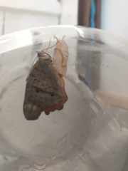 Anartia jatrophae