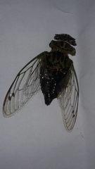 Neotibicen canicularis