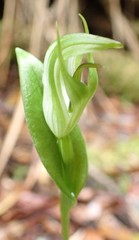 Pterostylis scabrida