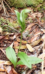 Pterostylis scabrida