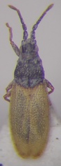 Agramma blandulum