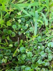 Dichondra brevifolia