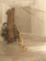 Anartia jatrophae