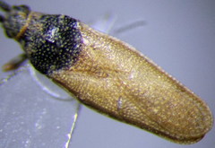 Agramma confusum