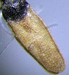 Agramma confusum