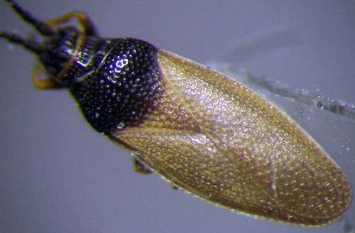 Agramma confusum