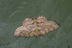 Bryoptera subbrunnea