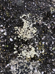 Lecanora polytropa