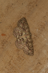 Bryoptera subbrunnea