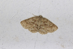 Bryoptera subbrunnea