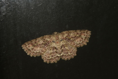 Bryoptera subbrunnea