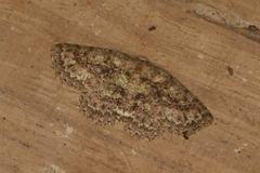 Bryoptera subbrunnea