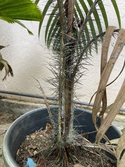 Nephrosperma vanhoutteanum