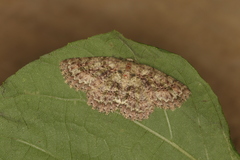 Bryoptera subbrunnea