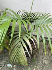 Nephrosperma vanhoutteanum