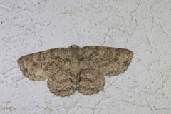 Bryoptera subbrunnea