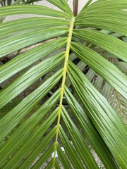 Nephrosperma vanhoutteanum