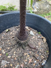 Roscheria melanochaetes