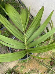 Roscheria melanochaetes