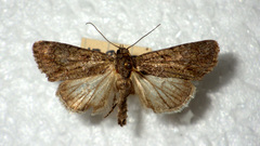 Bryophilinae