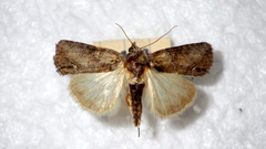 Bryophilinae