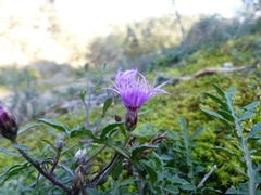 Centaurea paniculata paniculata