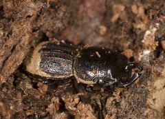 Lissotes macrocephalus