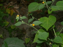 Mysore Sida (Sida mysorensis)