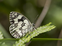 Melanargia galathea