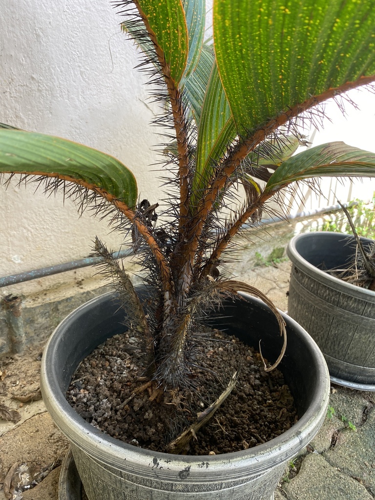 Phoenicophorium borsigianum