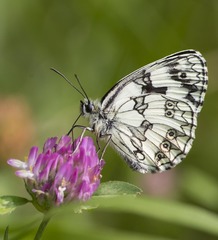 Melanargia galathea