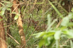 Nesotragus moschatus