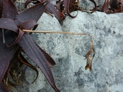 Aloe erythrophylla image