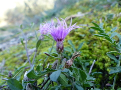 Centaurea paniculata paniculata