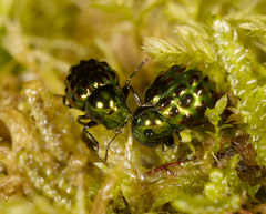 Notolioon gemmatus