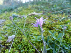 Centaurea paniculata paniculata