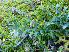 Centaurea paniculata paniculata