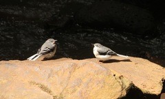 Motacilla clara