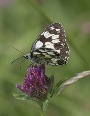 Melanargia galathea