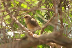 Cisticola erythrops